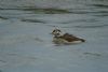 Long-tailed Duck at Paglesham Lagoon (Steve Arlow) (48261 bytes)